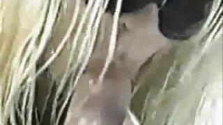 Cazzo rapidamente con un amico prima dell'arrivo di mogli troie pelose mia madre.